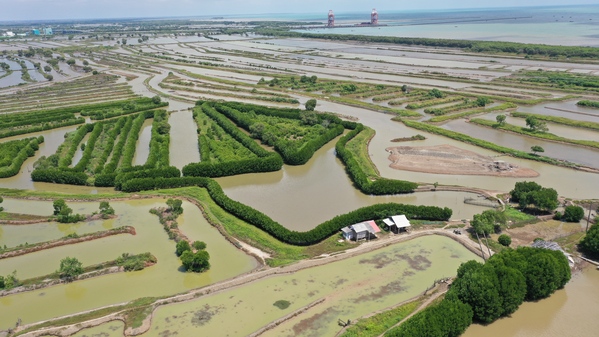 Pemandangan aerial yang menunjukkan area penanaman 1000 pohon mangrove Telkomsel dan Jejakin di Desa Patra ManggalaAlt-text: Pemandangan aerial yang menunjukkan area penanaman 1000 pohon mangrove di Desa Patra Manggala, mencerminkan aksi nyata Telkomsel dan Jejakin dalam membangun masa depan hijau dan mengurangi jejak karbon.