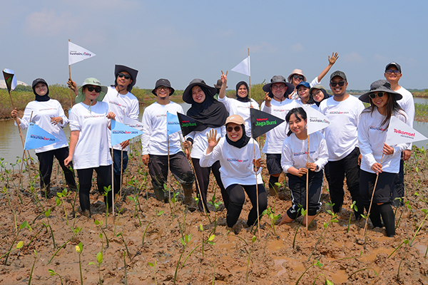 mangrove